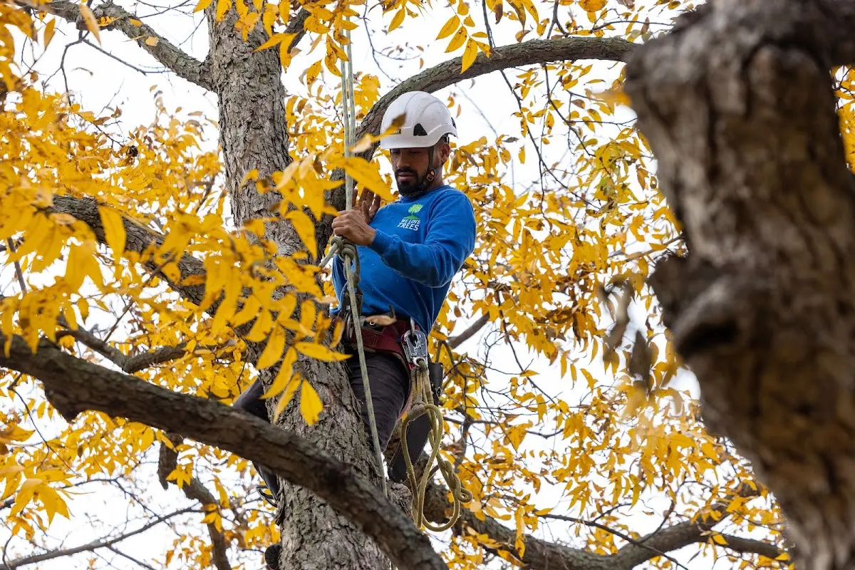 Skilled Tree Planing crew working in Central City